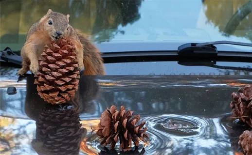 Farmers Auto Insurance squirrels damage car